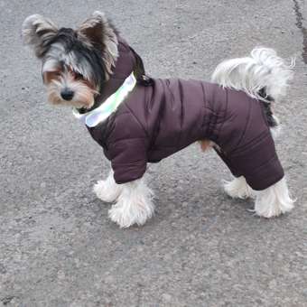 Комбинезон для собак и кошек Зоозавр: отзыв пользователя. Зоомагазин Зоозавр