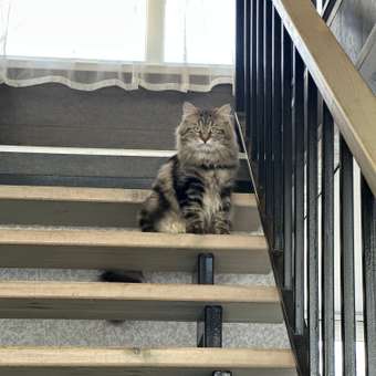 Корм сухой для кошек ROYAL CANIN Siberian 400г сибирских пород: отзыв пользователя. Зоомагазин Зоозавр