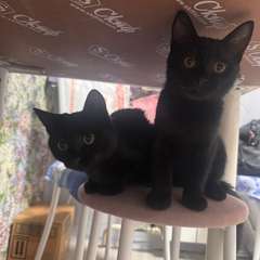 Фото отзыва 10441190