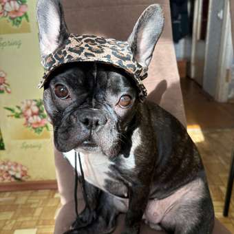 Панама для собак и кошек Зоозавр: отзыв пользователя. Зоомагазин Зоозавр