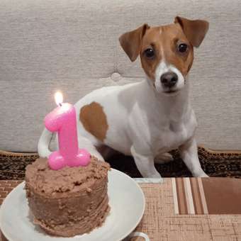 Корм для собак Carnica 200г паштет из говядины для стерилизованных консервированный: отзыв пользователя. Зоомагазин Зоозавр