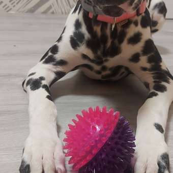 Игрушка для собак Barbaks Мяч-пупырка с массажными зубчиками пищит 9см ТПР: отзыв пользователя. Зоомагазин Зоозавр