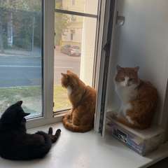 Фото отзыва 10431804