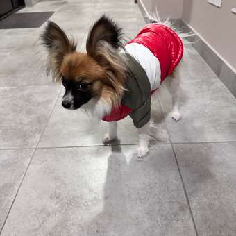 Куртка для собак PIFPAF DOG: отзыв пользователя. Зоомагазин Зоозавр