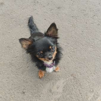 Паштет воздушный Brit Premium 100г для взрослых собак мини пород Утка: отзыв пользователя. Зоомагазин Зоозавр