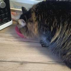 Фото отзыва 10957180