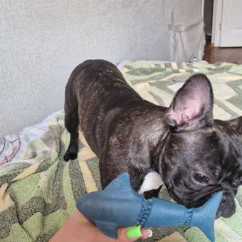 Игрушка для собак Barbaks Акула особо прочная серая 18*7.6*7.5см резина: отзыв пользователя. Зоомагазин Зоозавр