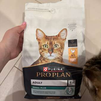 Корм сухой для кошек PRO PLAN RENAL PLUS 1.5 кг с курицей: отзыв пользователя. Зоомагазин Зоозавр