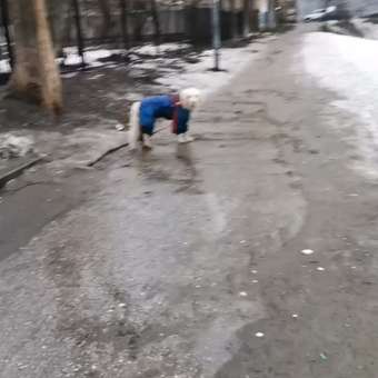 Поводок для собак Zoozavr антирывковый Красный: отзыв пользователя. Зоомагазин Зоозавр