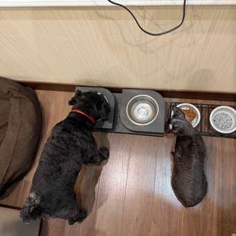 Корм сухой для кошек PRO PLAN DELICATE DIGESTION 3 кг с индейкой: отзыв пользователя. Зоомагазин Зоозавр