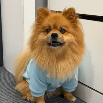 Толстовка для собак и кошек Зоозавр: отзыв пользователя. Зоомагазин Зоозавр