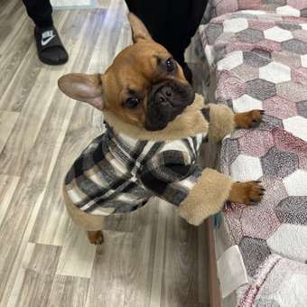 Куртка для собак и кошек Зоозавр: отзыв пользователя. Зоомагазин Зоозавр