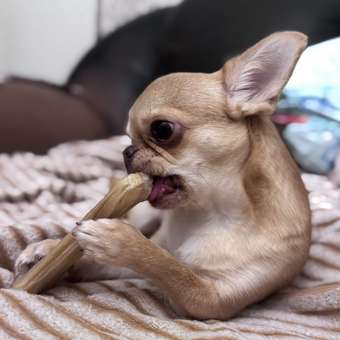 Лакомства для собак Зоогурман Фермерские лакомства Корень бычий 2шт 50г: отзыв пользователя. Зоомагазин Зоозавр