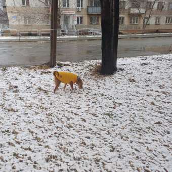 Жилет для собак и кошек Зоозавр: отзыв пользователя. Зоомагазин Зоозавр