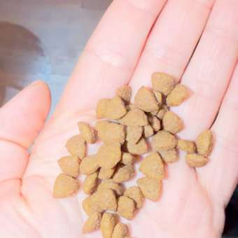 Корм для щенков ROYAL CANIN Puppy мелких пород 800г: отзыв пользователя. Зоомагазин Зоозавр