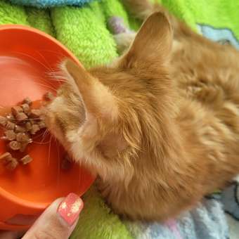 Корм влажный для котят ROYAL CANIN Kitten Instictive 85г желе пауч 77850: отзыв пользователя. Зоомагазин Зоозавр