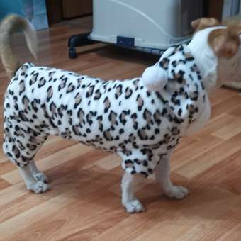 Комбинезон для собак и кошек Зоозавр: отзыв пользователя. Зоомагазин Зоозавр