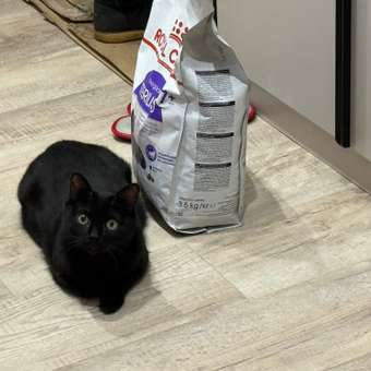 Корм сухой для кошек ROYAL CANIN Sterilised 3.5кг пожилых стерилизованных: отзыв пользователя. Зоомагазин Зоозавр