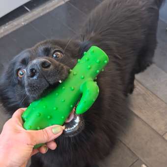 Игрушка для собак Barbaks Кактус пищит 20*9см винил: отзыв пользователя. Зоомагазин Зоозавр