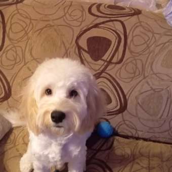 Корм для щенков ROYAL CANIN Puppy мелких пород 4кг: отзыв пользователя. Зоомагазин Зоозавр