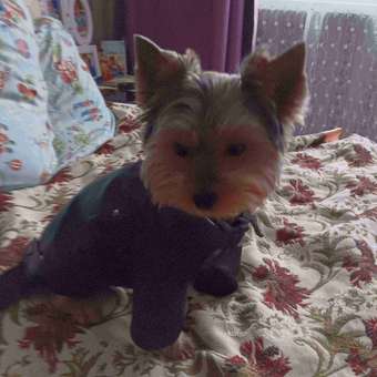 Куртка для собак Зоозавр черная 25: отзыв пользователя. Зоомагазин Зоозавр