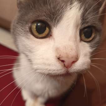 Корм влажный Зоогурман Holistic С уткой и шпинатом, 100 г х 20 шт.: отзыв пользователя. Зоомагазин Зоозавр