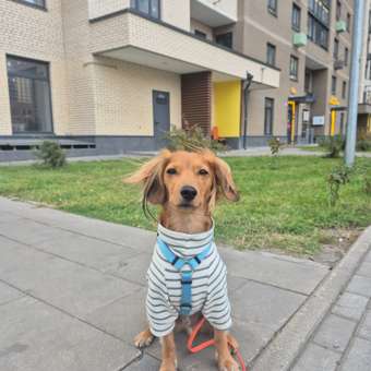 Водолазка для собак и кошек Зоозавр: отзыв пользователя. Зоомагазин Зоозавр