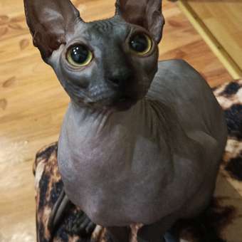 Корм сухой для кошек ROYAL CANIN Sphynx 400г породы сфинк: отзыв пользователя. Зоомагазин Зоозавр