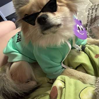 Толстовка для собак и кошек Зоозавр: отзыв пользователя. Зоомагазин Зоозавр