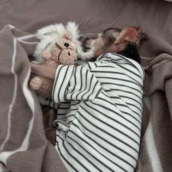 Водолазка для собак и кошек Зоозавр: отзыв пользователя. Зоомагазин Зоозавр