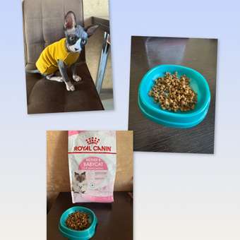 Корм сухой для котят ROYAL CANIN Mother and Babycat 2кг: отзыв пользователя. Зоомагазин Зоозавр