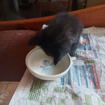 Сухое молоко для котят LORA Kitten Milk 30 г: отзыв пользователя. Зоомагазин Зоозавр