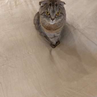 Корм для кошек ROYAL CANIN Neutered Maintenance 85г пауч: отзыв пользователя. Зоомагазин Зоозавр