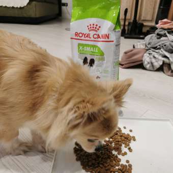 Корм для собак ROYAL CANIN миниатюрных пород 1.5кг: отзыв пользователя. Зоомагазин Зоозавр