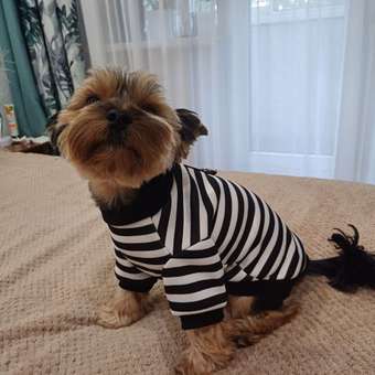 Свитшот для собак и кошек Зоозавр: отзыв пользователя. Зоомагазин Зоозавр