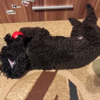 Игрушка для собак Barbaks Кегля красная из TRP 14*9 см: отзыв пользователя. Зоомагазин Зоозавр