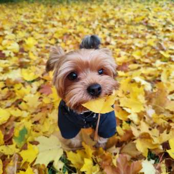 Куртка для собак Zoozavr тёмно-синяя 35: отзыв пользователя. Зоомагазин Зоозавр