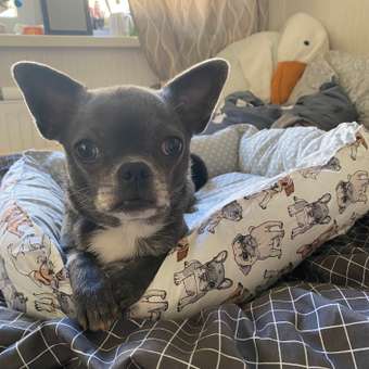 Лежанка для собак мелких пород BIO-TEXTILES Щенки: отзыв пользователя. Зоомагазин Зоозавр