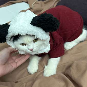 Джемпер для собак и кошек Зоозавр: отзыв пользователя. Зоомагазин Зоозавр