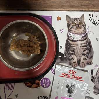 Корм для кошек ROYAL CANIN Renal with chicken для поддержания функции почек 85г: отзыв пользователя. Зоомагазин Зоозавр