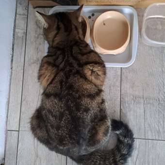 Корм для котят Harty 1.8кг с индейкой сухой: отзыв пользователя. Зоомагазин Зоозавр