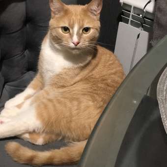 Корм сухой для кошек ROYAL CANIN Hairball Care 400г для профилактики образования волосяных комочков в желудочно-кишечном тракте: отзыв пользователя. Зоомагазин Зоозавр