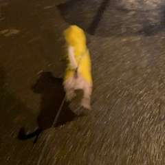 Видео отзыва 8274682