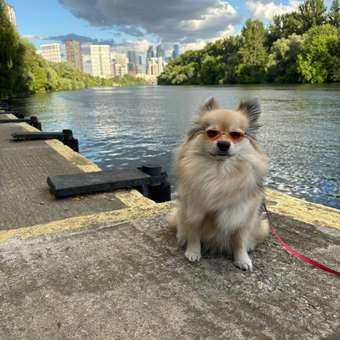 Очки для собак Зоозавр: отзыв пользователя. Зоомагазин Зоозавр