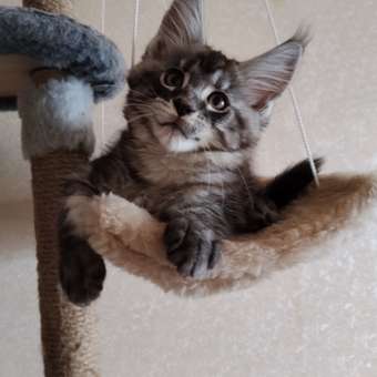 Корм для котят Royal Canin 85г Maine Coon Kitten соус для котят мейн кун пауч: отзыв пользователя. Зоомагазин Зоозавр