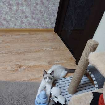 Пирамидка для кошек Barbaks Ёлочка-трек 2-слойная интерактивная с шариками голубая: отзыв пользователя. Зоомагазин Зоозавр