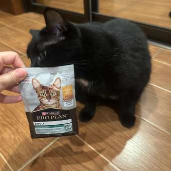 Корм влажный для кошек PRO PLAN MAINTENANCE 85г с курицей в соусе: отзыв пользователя. Зоомагазин Зоозавр
