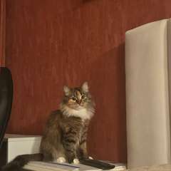 Фото отзыва 10988260