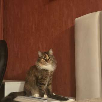 Корм для кошек ROYAL CANIN Neutered Maintenance 85г пауч: отзыв пользователя. Зоомагазин Зоозавр