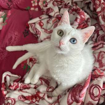 Корм для кошек ROYAL CANIN Veterinary Diet Gastrointestinal Moderate Calorie GIM 35 Feline при расстройствах пищеварения 2кг: отзыв пользователя. Зоомагазин Зоозавр